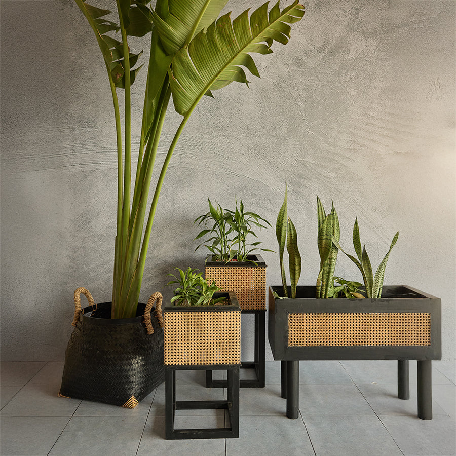 Cane planter stand, Black wooden planter with cane weave, Rattan planter box, Indoor plant holder set, Modern Boho plant stand, Decorative planters for indoor plants, Natural cane and wood planter, Handwoven basket planter, Tall standing planters, Wicker planter with handles, Handcrafted rattan and wood planters for modern interiors, Eco-friendly indoor planter set with natural cane,
Black cane plant holders for home décor .