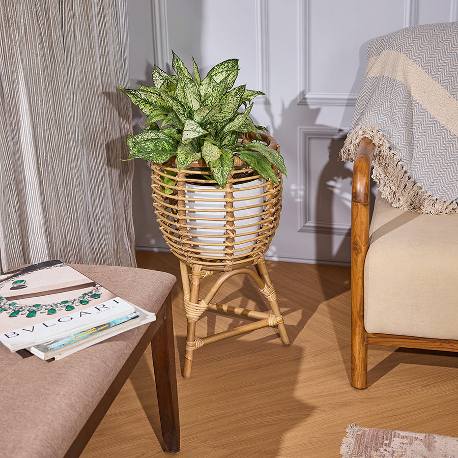 Rattan planter with stand, Woven plant basket, Rattan indoor plant holder, Wicker plant pot with stand, Handcrafted rattan planter, Tall rattan planter, Boho style plant stand, Natural fiber plant holder, Decorative rattan plant pot, Indoor rattan décor, Sustainable home décor planter,
Rustic bohemian plant pot, Natural woven planter stand, Handmade wicker indoor pot, Stylish plant display basket, Eco-friendly plant container, Lightweight decorative plant stand .
