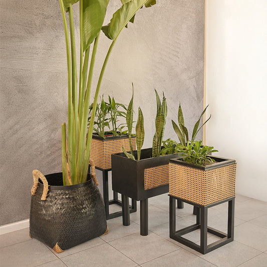 Cane planter stand set, Rattan indoor planters, Modern plant stands, Black wooden planters, Decorative planter set, Woven planter basket with handles, Elevated planters for indoor plants, Boho chic plant holder, 
Handmade wooden plant stand, Indoor plant décor set, Handcrafted rattan planters for modern interiors, Decorative indoor plant stands with cane weaving, Set of cane and wood planters for home décor .